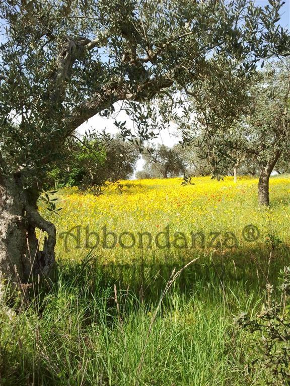 Agriturismo Abbondanza Villa Alberobello Ngoại thất bức ảnh
