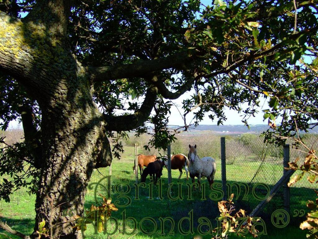 Agriturismo Abbondanza Villa Alberobello Ngoại thất bức ảnh