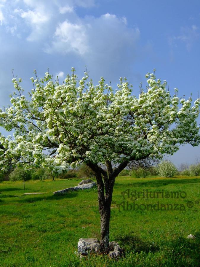 Agriturismo Abbondanza Villa Alberobello Ngoại thất bức ảnh
